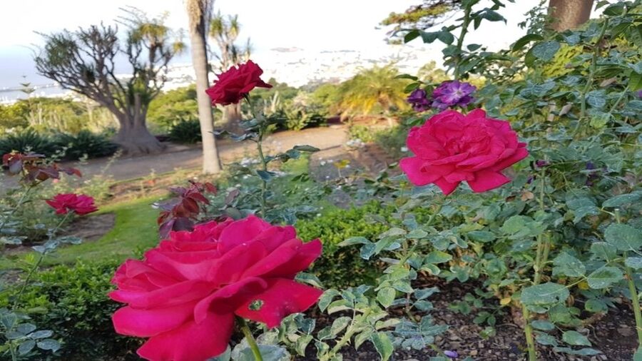 Madeira: Private Half-Day Guided Gardens Tour - What to bring (and what to skip) for a smoother garden visit