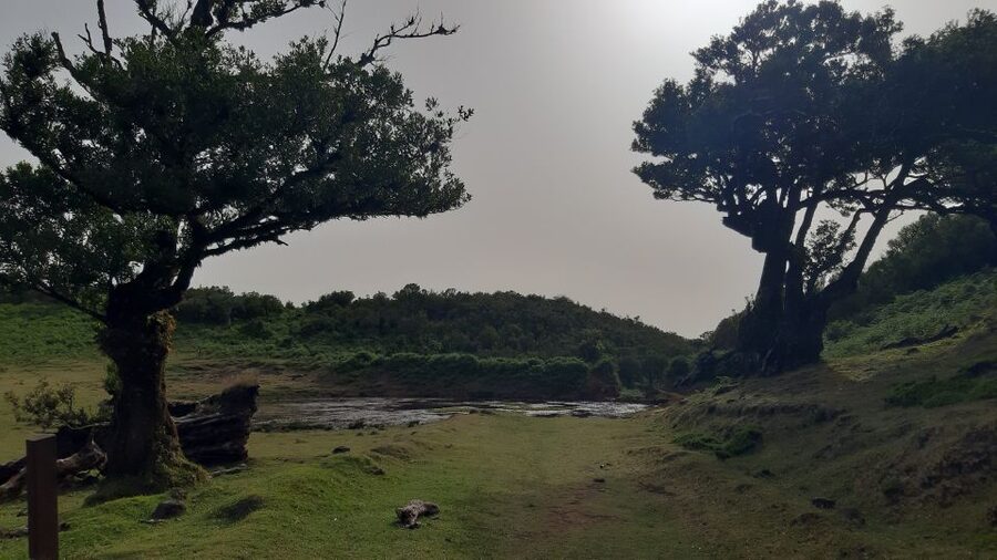 Madeira: Private Tour of Fanal Forest - Key highlights worth planning for