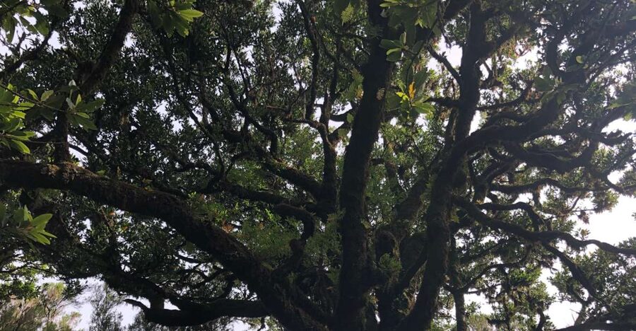 Madeira: Private Tour of Fanal Forest - The rules that keep the experience smooth (and why you should care)