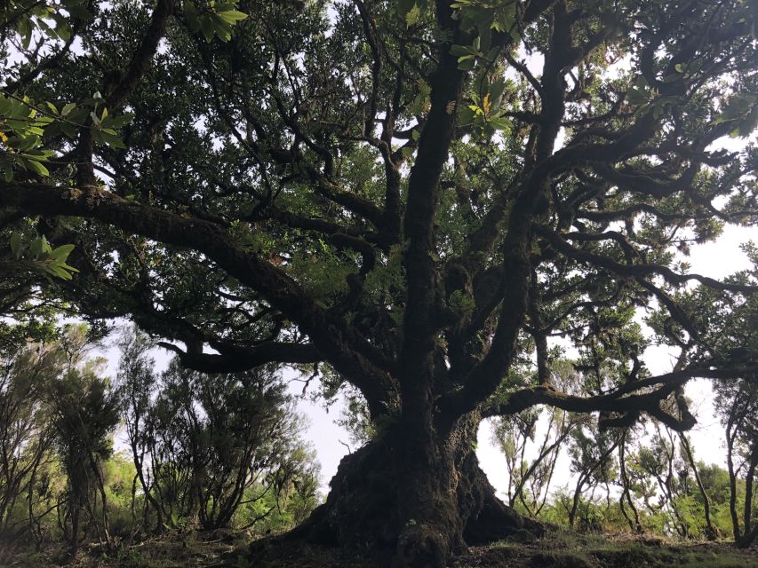 Madeira: Private Tour of Fanal Forest - Fanal Forest and Laurisilva National Park: what you are really getting