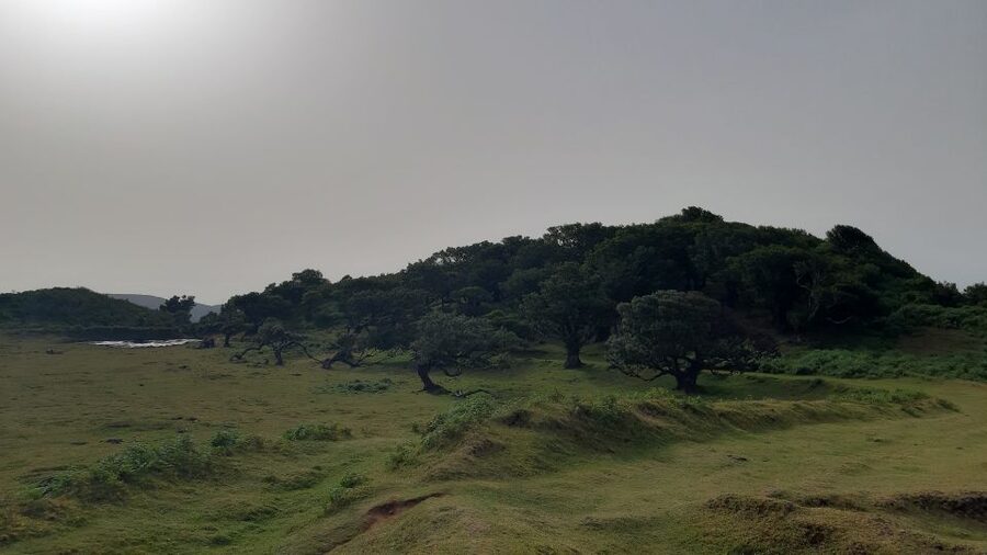 Madeira: Private Tour of Fanal Forest - The walk among ancient trees, including the centenary Tis Trees