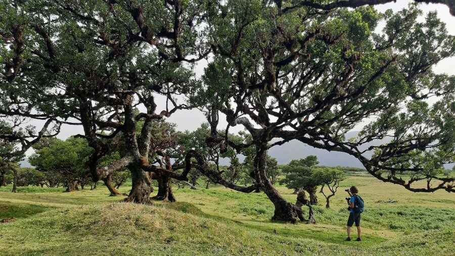Madeira: Private Tour of Fanal Forest - The path along Madeira’s biggest Plateau: scenery plus an easier rhythm