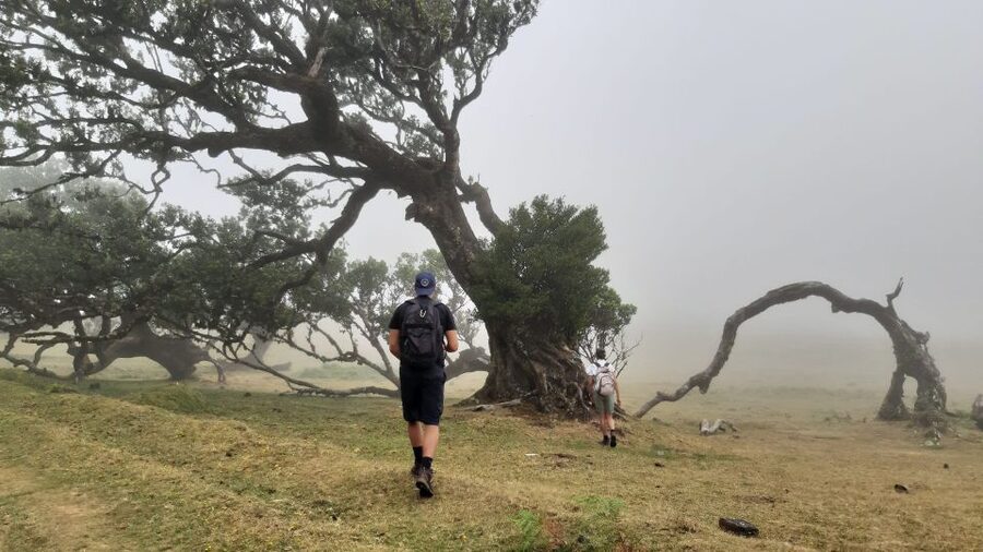 Madeira: Private Tour of Fanal Forest - Rainy season option: a crater lake just down the road
