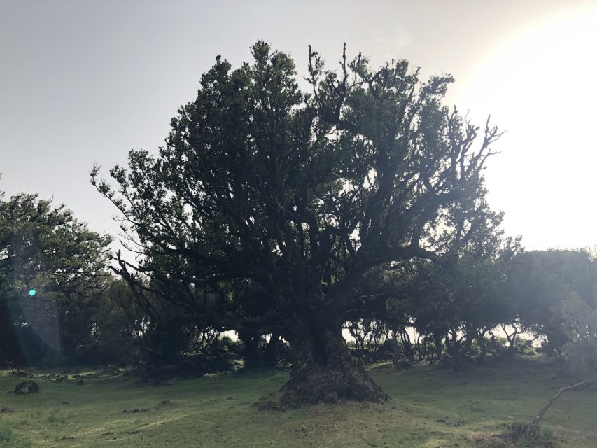 Madeira: Private Tour of Fanal Forest - What to bring so the forest stays fun (not miserable)