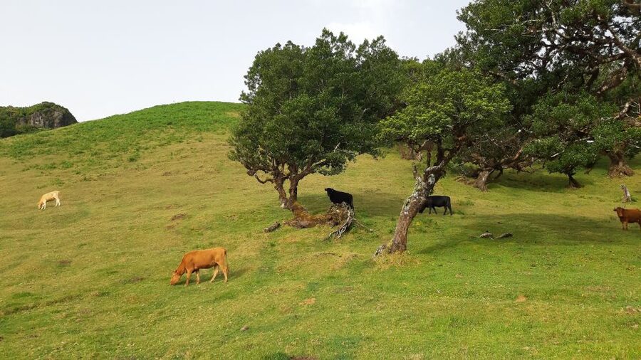 Madeira: Private Tour of Fanal Forest - What is included, what is not, and how the price adds up