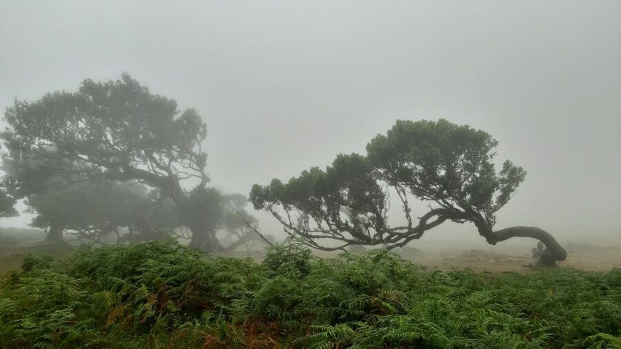 Madeira: Private Tour of Fanal Forest - 4 hours, private pacing, and pickup details that actually matter