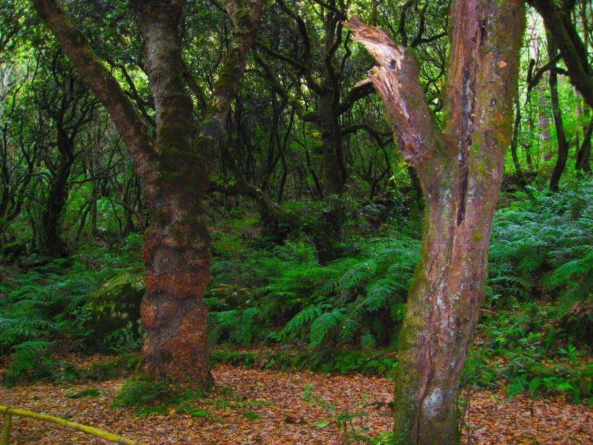Madeira: Queimadas, Caldeirão Verde and Levada Walk - Plan your own food: lunch is not included, and there are no purchases along the walk