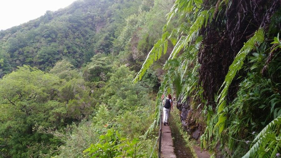 Madeira: Queimadas, Caldeirão Verde and Levada Walk - The guide makes it better: live commentary in 5 languages