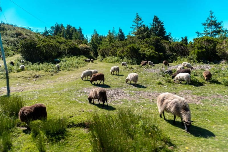 Madeira: Santana Jeep Safari and Balções Levada Walk - Pico do Areeiro (1,818 m): the photo stop that sets the tone