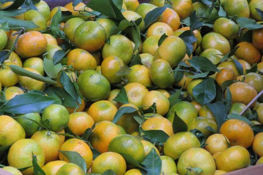 Madeira : Santo de Serra Local Farmers' Market half day trip - Route highlights around Madeira: Christ the King, Santa Cruz, and Morena