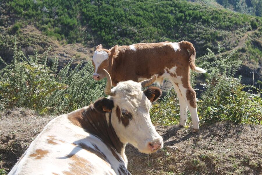 Madeira : Southwest coast, Run & Anjo´s Waterfall 4x4 Tour - The guide factor: how Pedro and Nelson shaped the experience