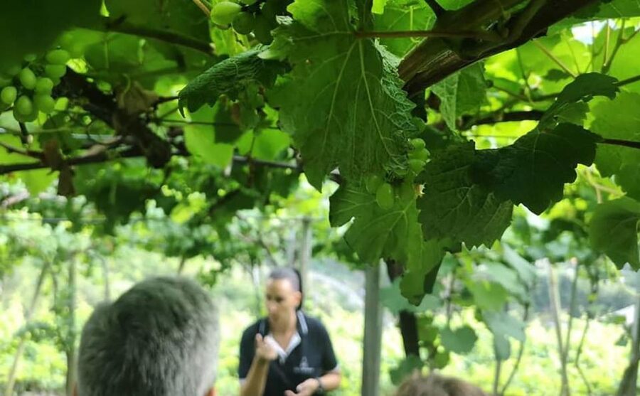Madeira - Vineyard Tour Wine Tasting - Included - Practical notes that make your half-day smoother