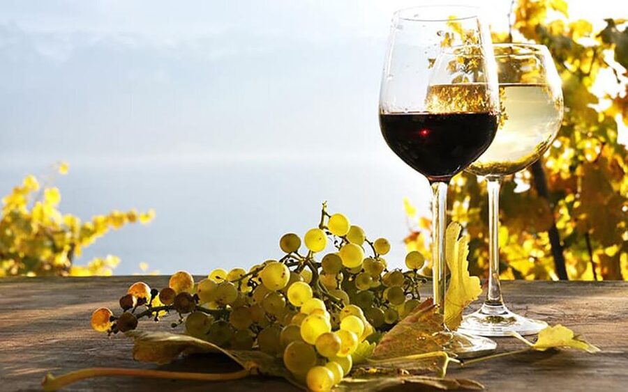 Madeira - Vineyard Tour Wine Tasting - Included - Who should book, and who should skip this Madeira wine tour