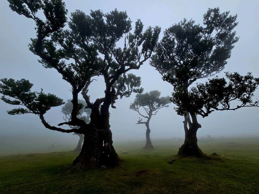 Madeira: Visit the Vulcanic Pools, Waterfalls and the Magic Forest of Fanal - A West Coast Loop That Packs UNESCO, Glass, and Lava Pools