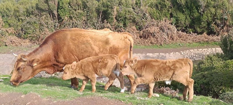 Madeira West Island Full-Day Tour with Fanal Forest - Key highlights you will feel the most