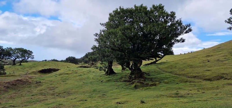 Madeira West Island Full-Day Tour with Fanal Forest - Price and time: does $62 feel like a fair deal?