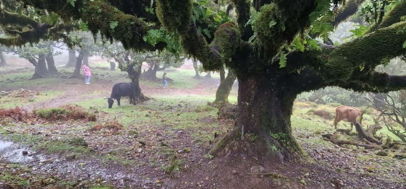 Madeira West Island Full-Day Tour with Fanal Forest - What guide styles can look like on the ground