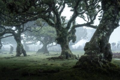 West Tour With Guide Fanal Forest SykWalkExperience