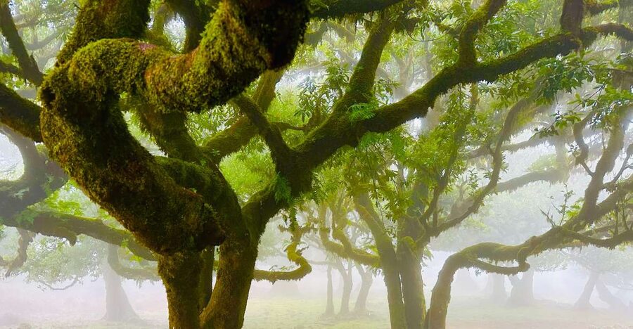 Madeira: Western Madeira Guided Trip & Fanal Mystic Forest - Key things to know before you go