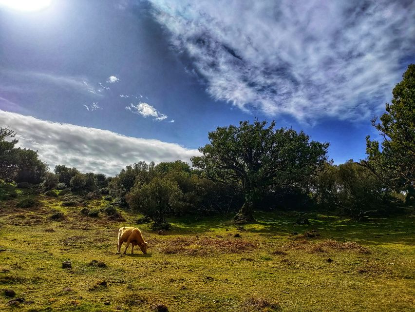 Madeira: Western Madeira Guided Trip & Fanal Mystic Forest - Câmara de Lobos and Poncha, your warm-up for Western Madeira