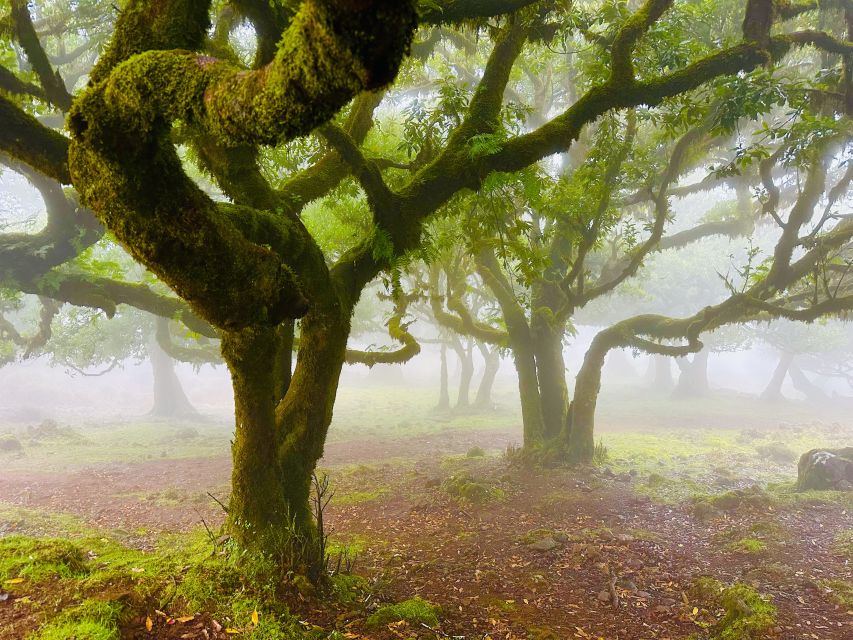 Madeira: Western Madeira Guided Trip & Fanal Mystic Forest - Seixal and Véu da Noiva, the day’s grand finale