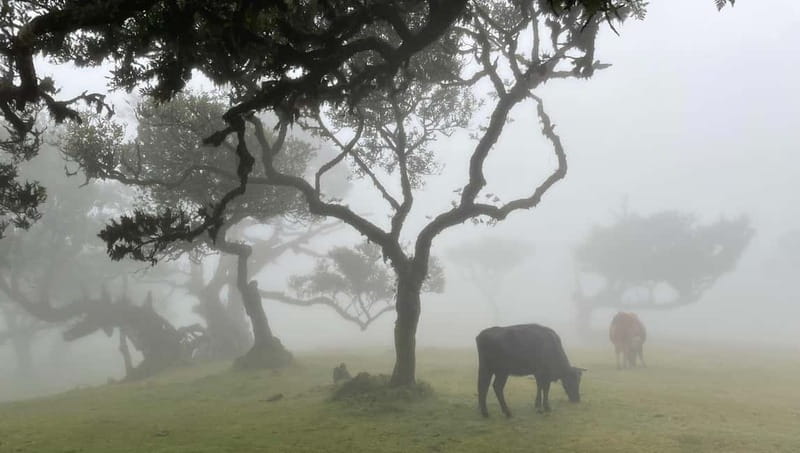 Madeira: Westside Achadas Cruz, Moniz, Seixal and Fanal - Key highlights worth centering your day around