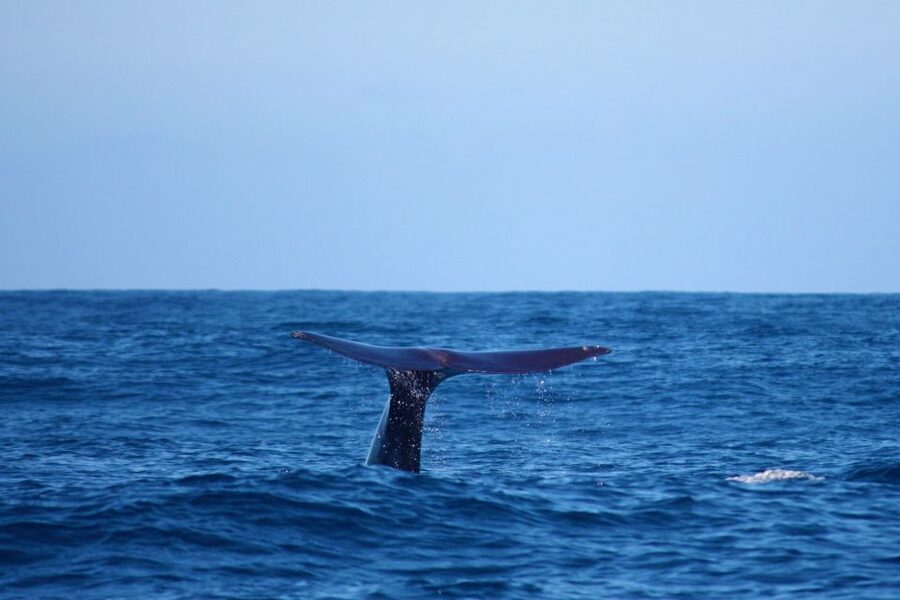 Madeira: Whale and Dolphin Watching Private Cruise - Why This Madeira Whale and Dolphin Private Cruise Feels Different