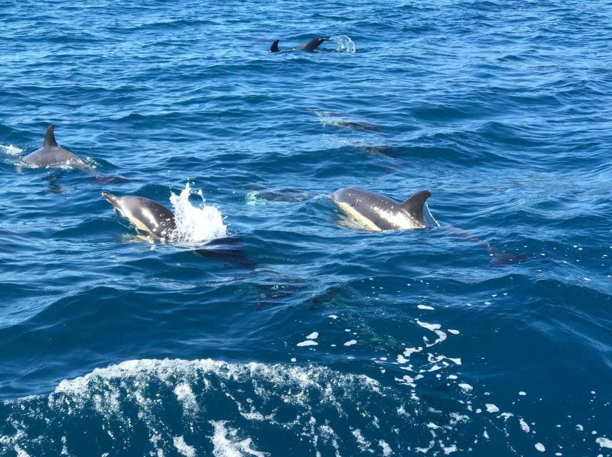 Madeira: Whale and Dolphin Watching Private Cruise - Yacht Choice: Miranda (Up to 5) vs Gringo (Up to 12)