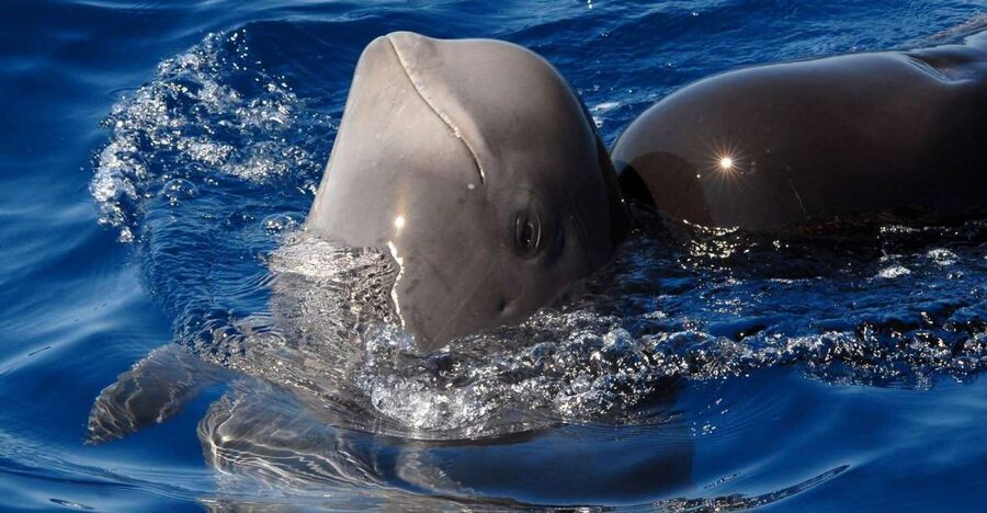 Madeira: Whale and Dolphin Watching Tour - Key takeaways before you go