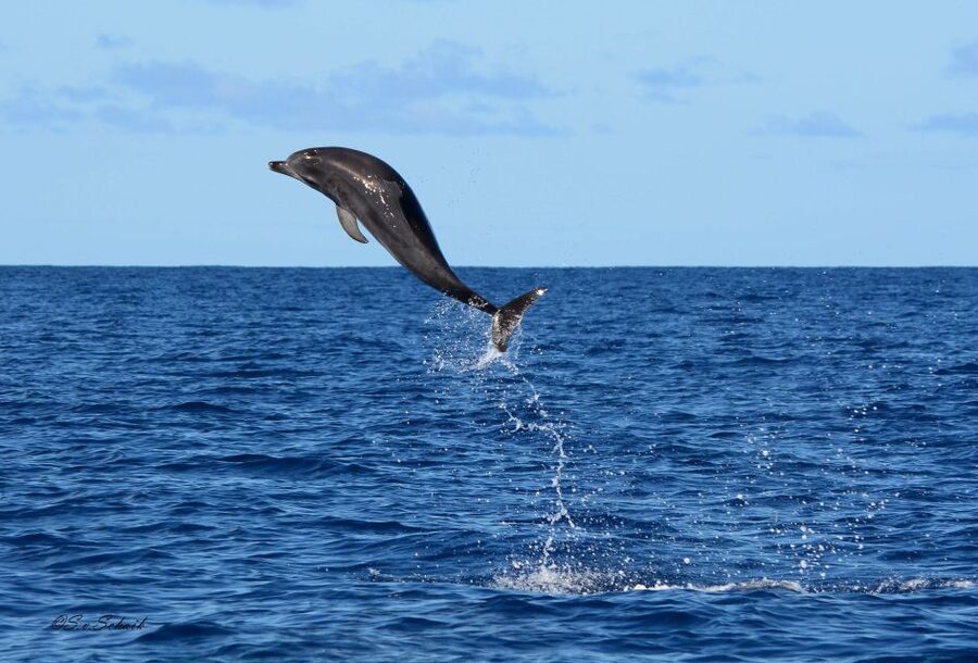 Madeira: Whale and Dolphin Watching Tour - Languages onboard: what to expect for English, Portuguese, and Spanish