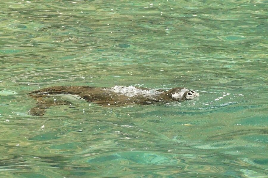 Madeira: Whale and Dolphin Watching Tour - Marine biologist guide: how the facts make spotting easier