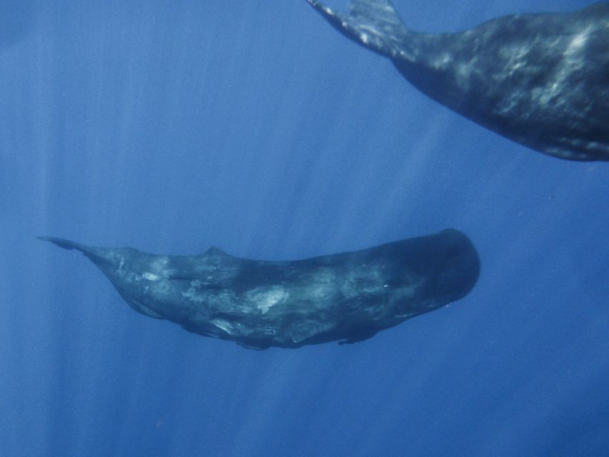 Madeira: Whale and Dolphin Watching Tour - Ponta de São Lourenço: the coast that sets the whole hunt up