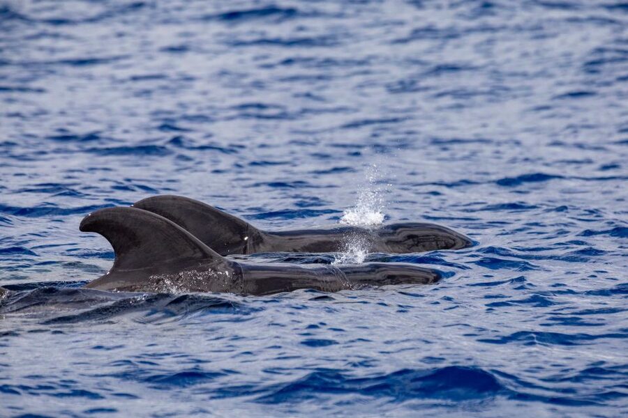Madeira: Whale and Dolphin Watching Tour - Endemic seabirds and coastal rock formations during the fast transfers