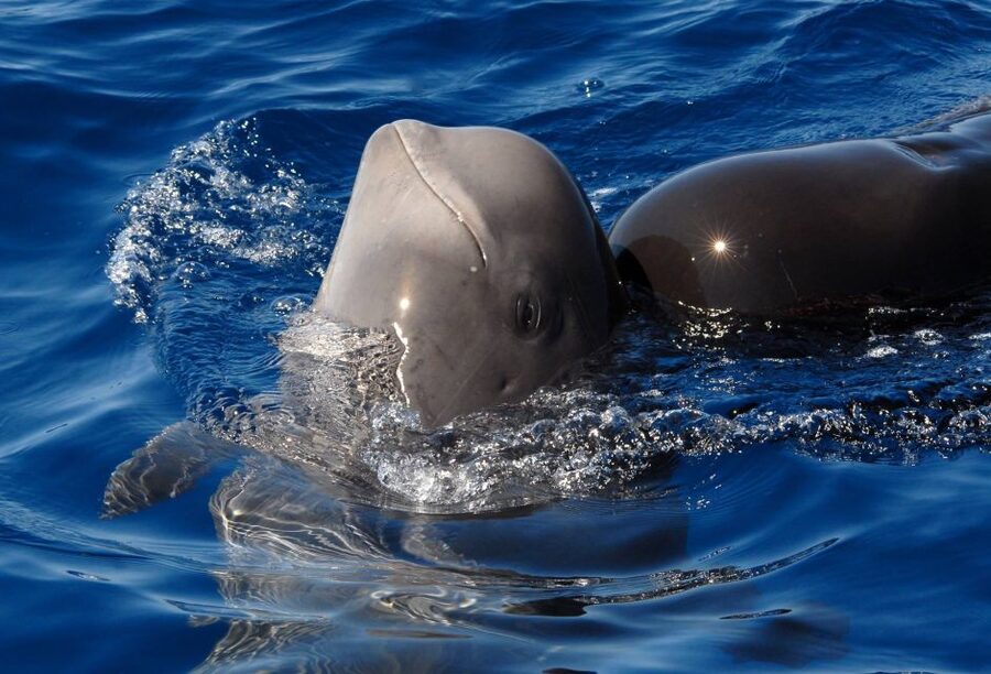 Madeira: Whale and Dolphin Watching Tour - The 700 HP speedboat reality check: quick trips, faster bounces