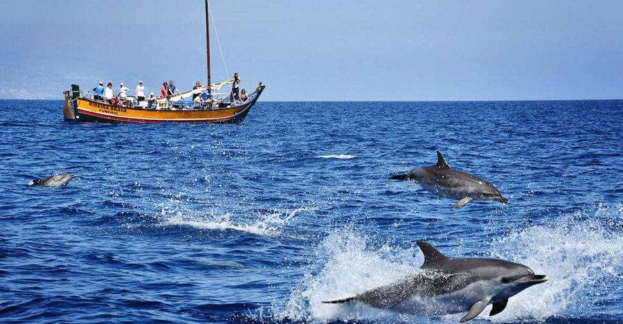 Madeira: Whale Watching Excursion in a Traditional Vessel - Key Things to Know Before You Go