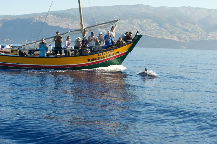 Madeira: Whale Watching Excursion in a Traditional Vessel - Who should book this tour, and who might want another option
