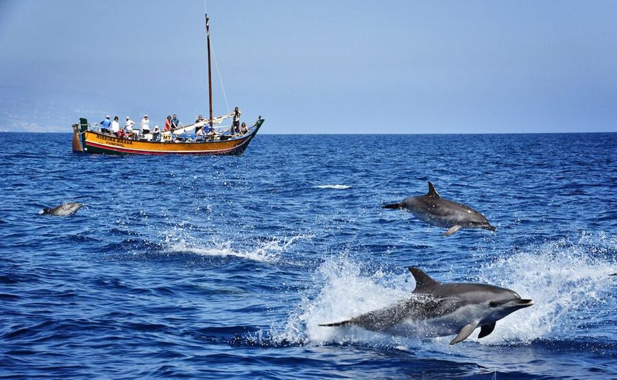 Madeira: Whale Watching Excursion in a Traditional Vessel - The Ribeira Brava: a traditional wooden boat that changes the vibe
