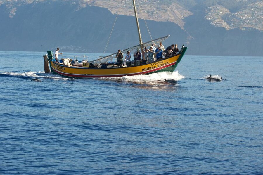 Madeira: Whale Watching Excursion in a Traditional Vessel - How the 2.5 hours are paced: sail out, scan, and react to wildlife