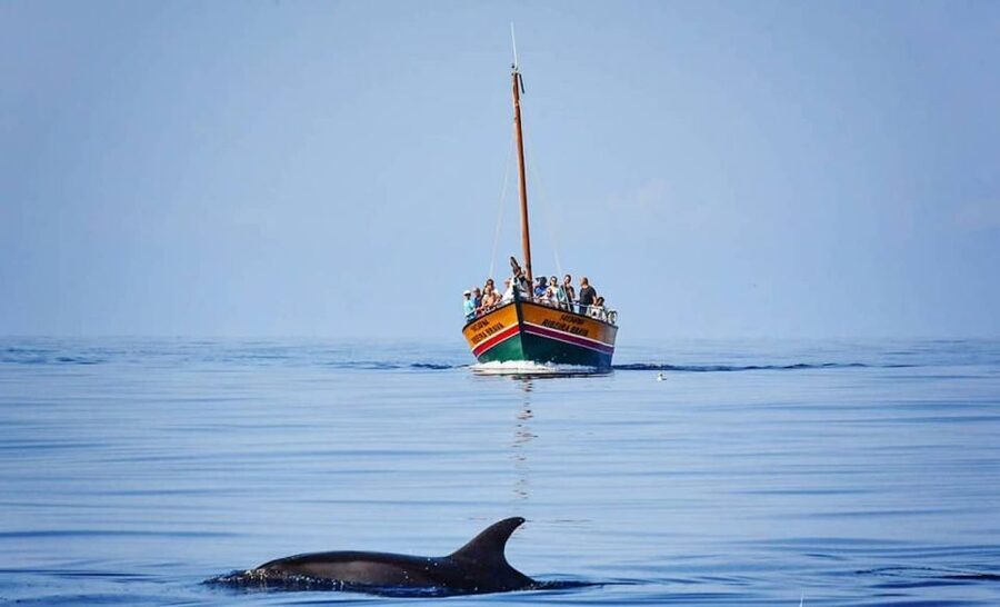Madeira: Whale Watching Excursion in a Traditional Vessel - Price and value: is $53 fair for a 2.5-hour whale watch?