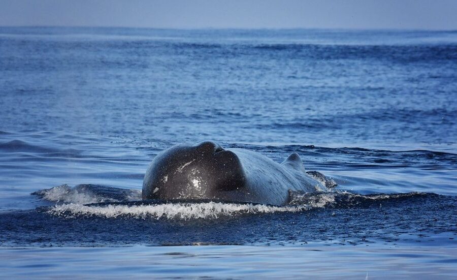 Madeira: Whale Watching Excursion in a Traditional Vessel - Meet in the marina: quick logistics, then you’re out on the water