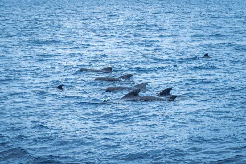 Madeira : Whales and Dolphins wooden boat excursion - From Pier 8 to open sea: your 3-hour wildlife mission