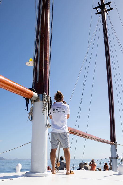 Madeira : Whales and Dolphins wooden boat excursion - Spotting dolphins and pilot whales around Madeira: what to realistically expect