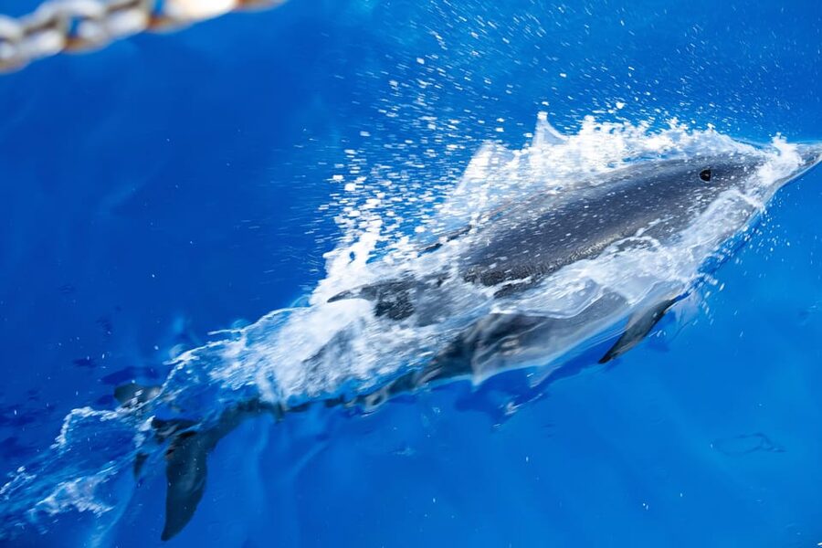 Madeira : Whales and Dolphins wooden boat excursion - Cabo Girão swim stop: when you get it and how to be ready