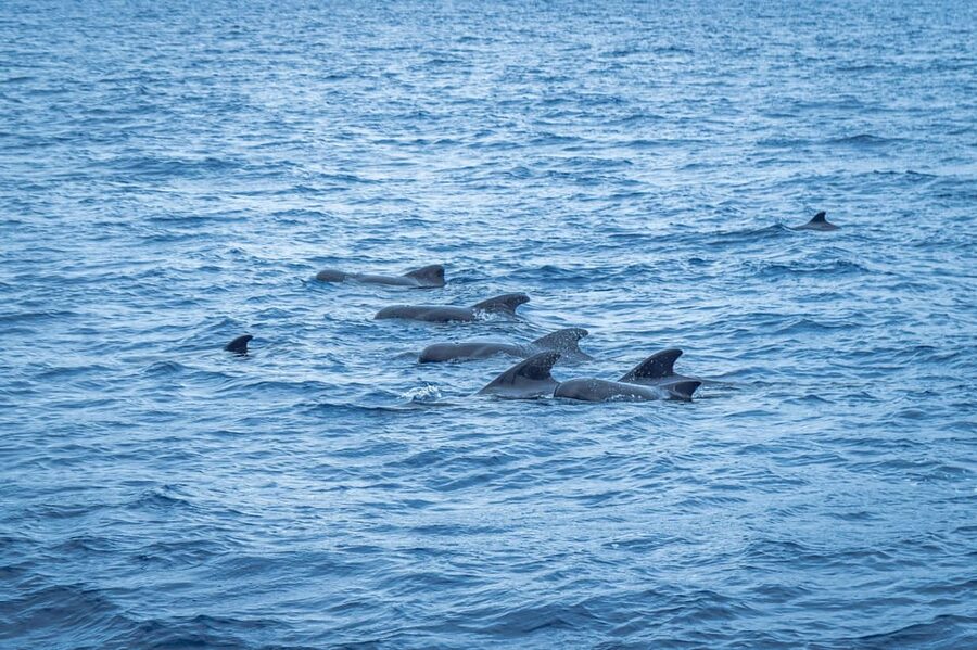 Madeira : Whales and Dolphins wooden boat excursion - Timing and meeting point reality: making the 3 hours work in your day