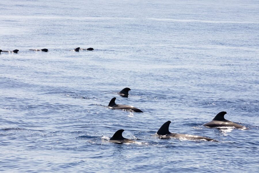 Madeira : Whales and Dolphins wooden boat excursion - Price and value: is $41 per person a good deal?