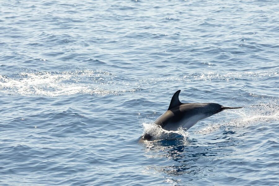 Madeira : Whales and Dolphins wooden boat excursion - Who this tour suits best (and who should skip it)