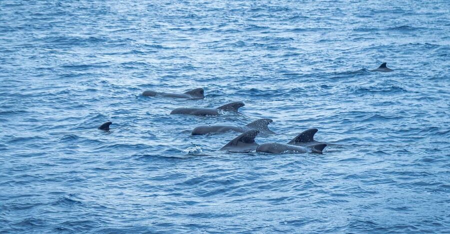 Madeira : Whales and Dolphins wooden boat excursion - Inside Bonita da Madeira: comfort that helps you spot wildlife