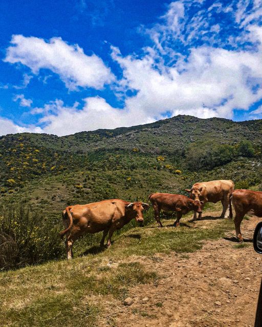 Madeira Wild West 4X4 Tour Safari - The guide factor: storytelling that makes the stops feel connected