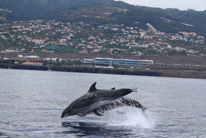 Magic Dolphin Celebrity - Magic Dolphin Celebrity and why it feels more personal than most sea safaris