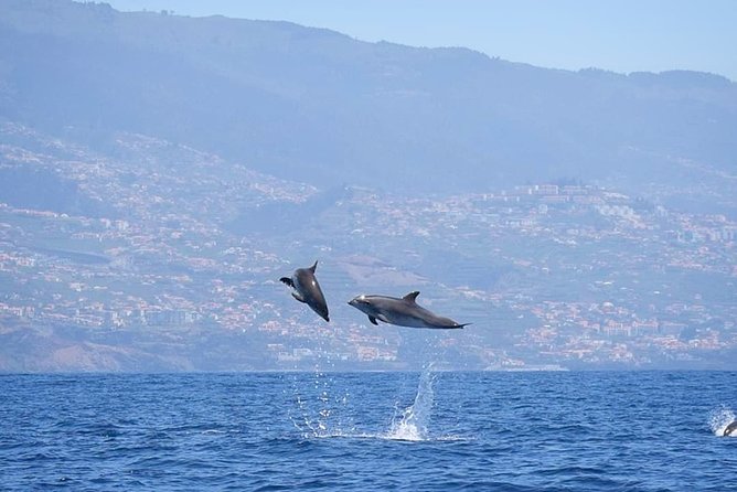 Magic Dolphin Celebrity - Wildlife spotting on the water: what you can realistically expect